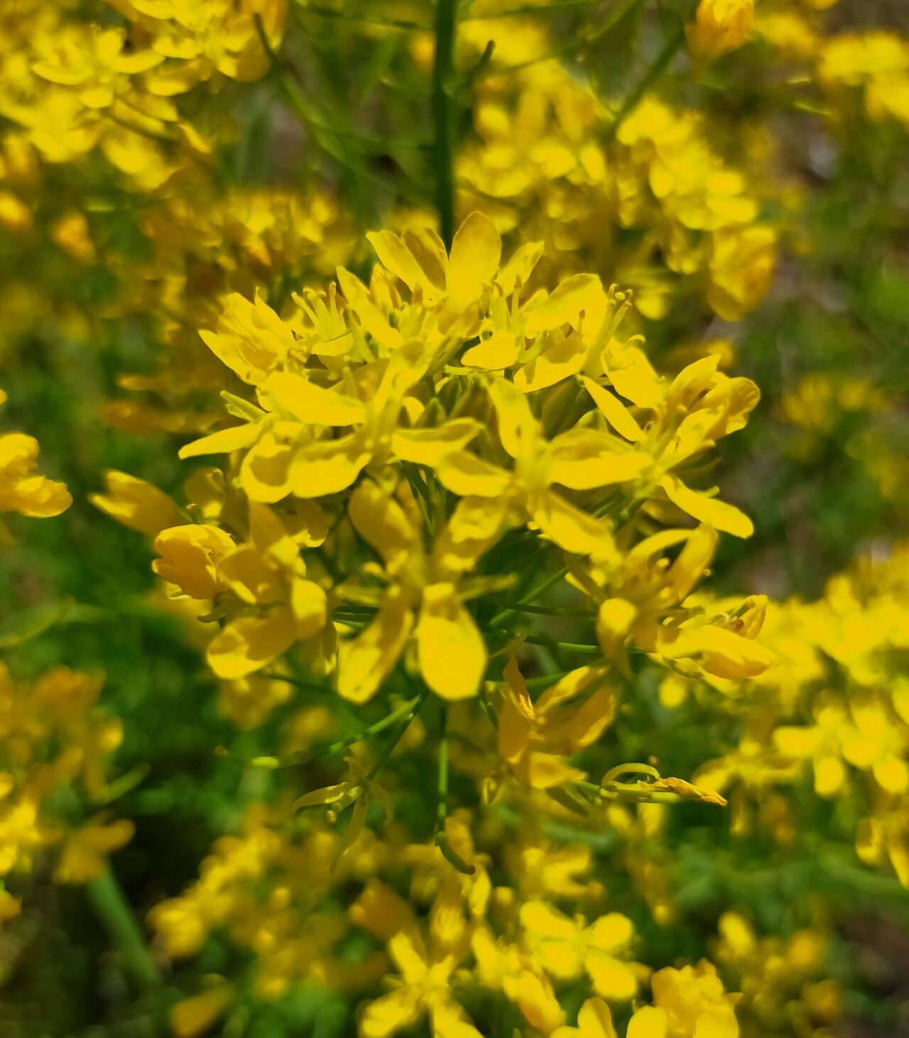 おはようございます 春畑 黄色はじける 花水菜 ﾟ ﾟ 望美 写真 3d弁当 ガーデン弁当 Note