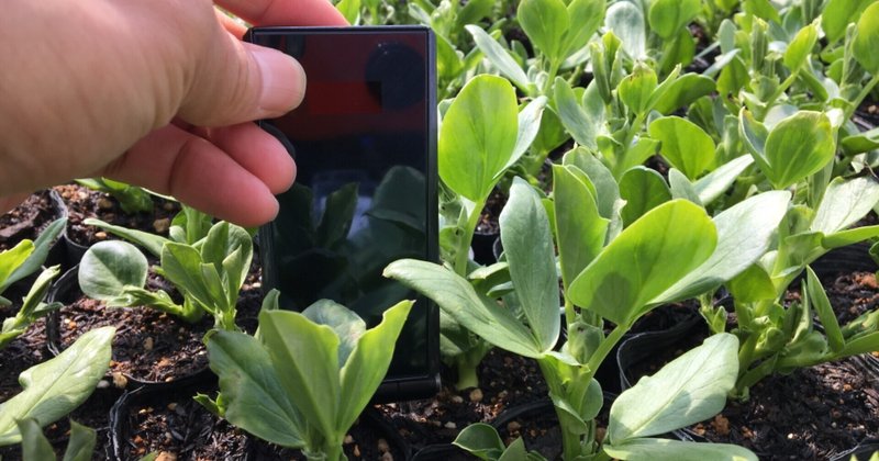 そら豆の苗をのぞく ｊａうご Note