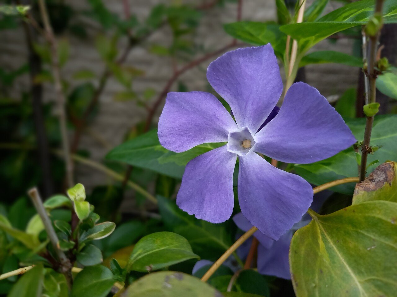色とりどりの花たちとの遭遇 自然からの恩恵 柘榴 Note 色とりどりの花たちとの遭遇 自然からの恩恵 柘榴 Note