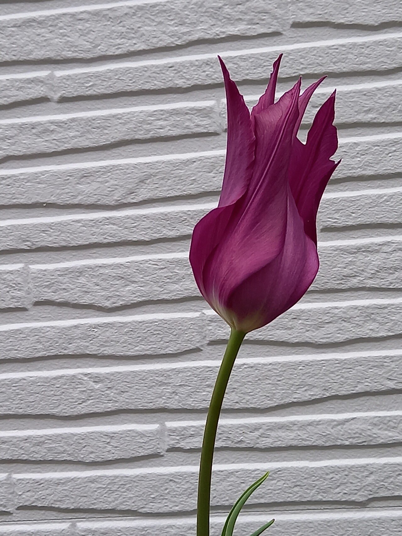 色とりどりの花たちとの遭遇 自然からの恩恵 柘榴 Note 色とりどりの花たちとの遭遇 自然からの恩恵 柘榴 Note