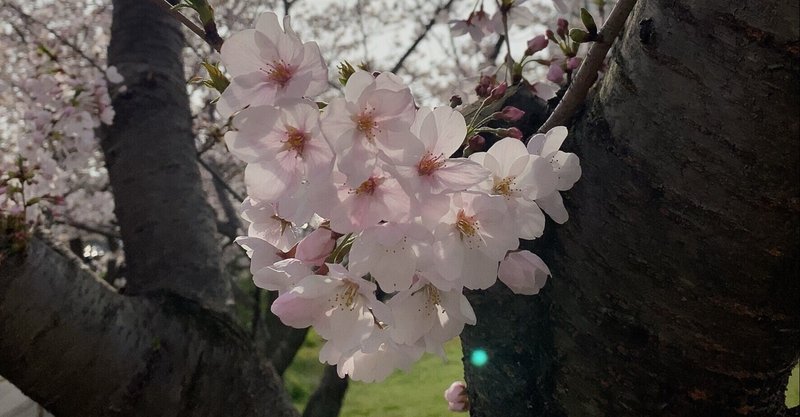 舞い散る桜 あいりん Note 舞い散る桜 あいりん Note