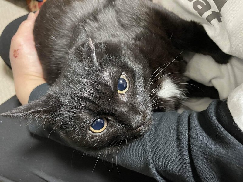 黒猫のカリン様が正式譲渡 にゃんこの里60家 Note