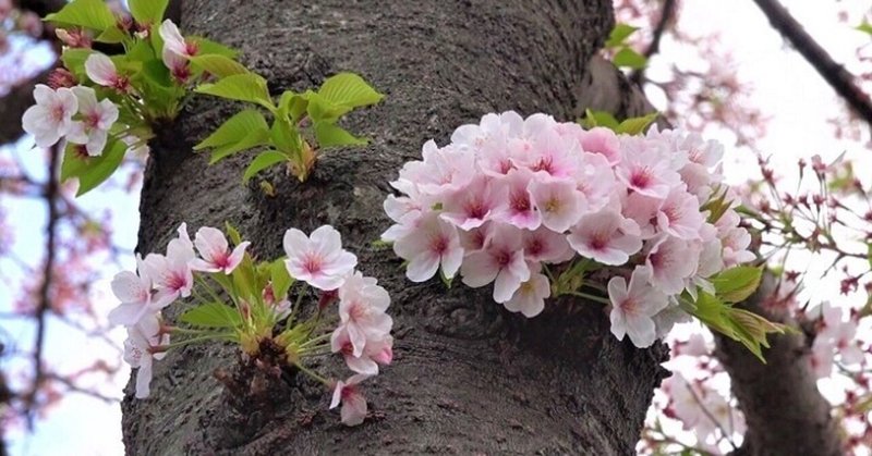 散る桜 残る桜も 散る桜 Writer1623kita Note