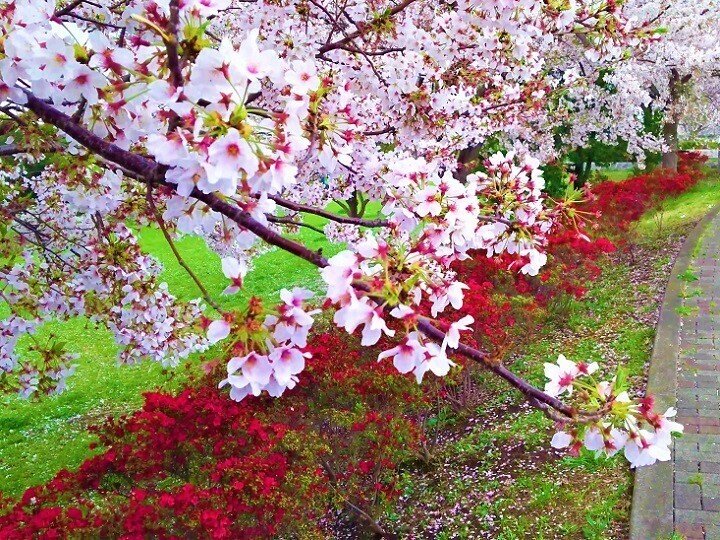 散る桜 残る桜も 散る桜 Writer1623kita Note