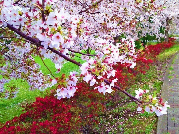 散る桜 残る桜も 散る桜 Writer1623kita Note 散る桜 残る桜も 散る桜 Writer1623kita Note