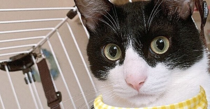 どら猫 の新着タグ記事一覧 Note つくる つながる とどける