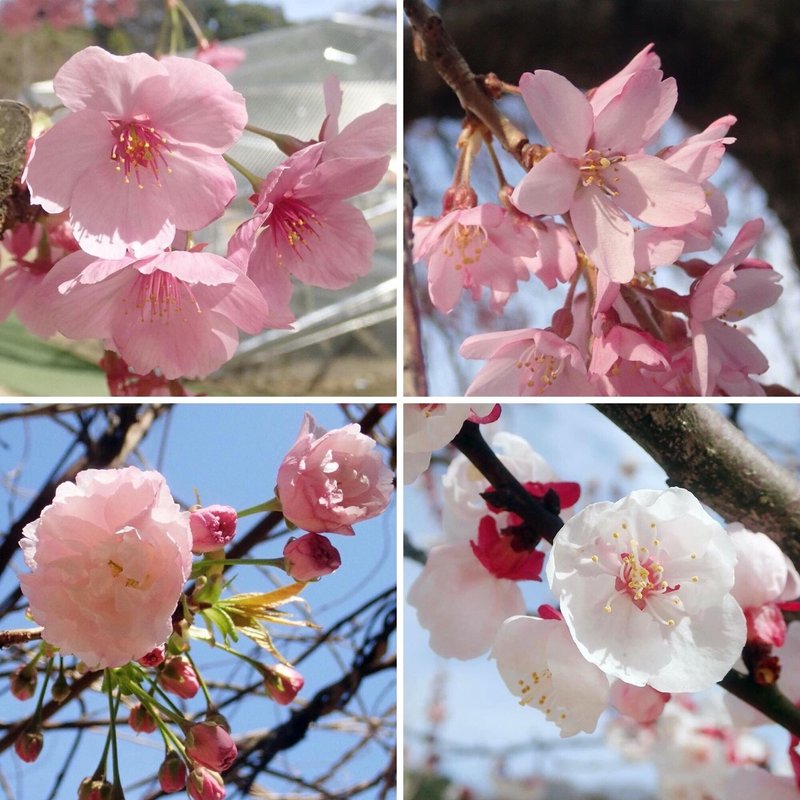 s色々桜杏A01