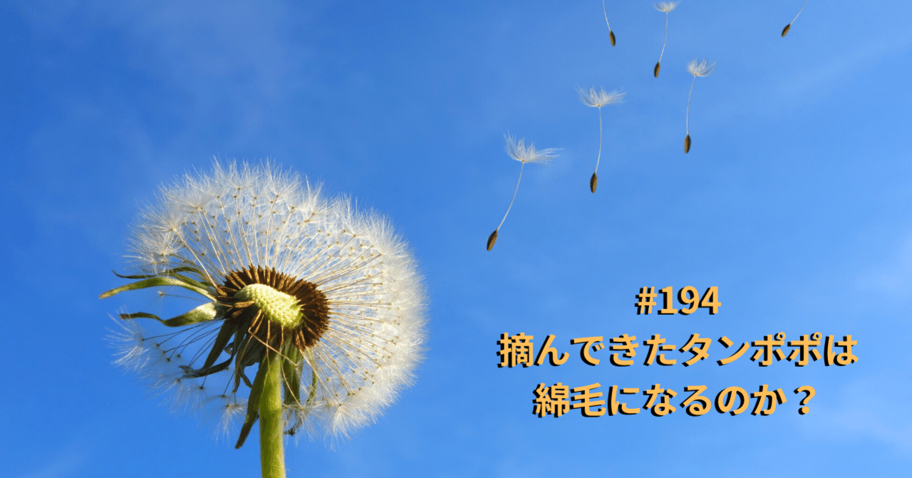 194 摘んできたタンポポは綿毛になるのか 仙台凛 小1 年中 2才 2才差ずつの3人育児中 Note