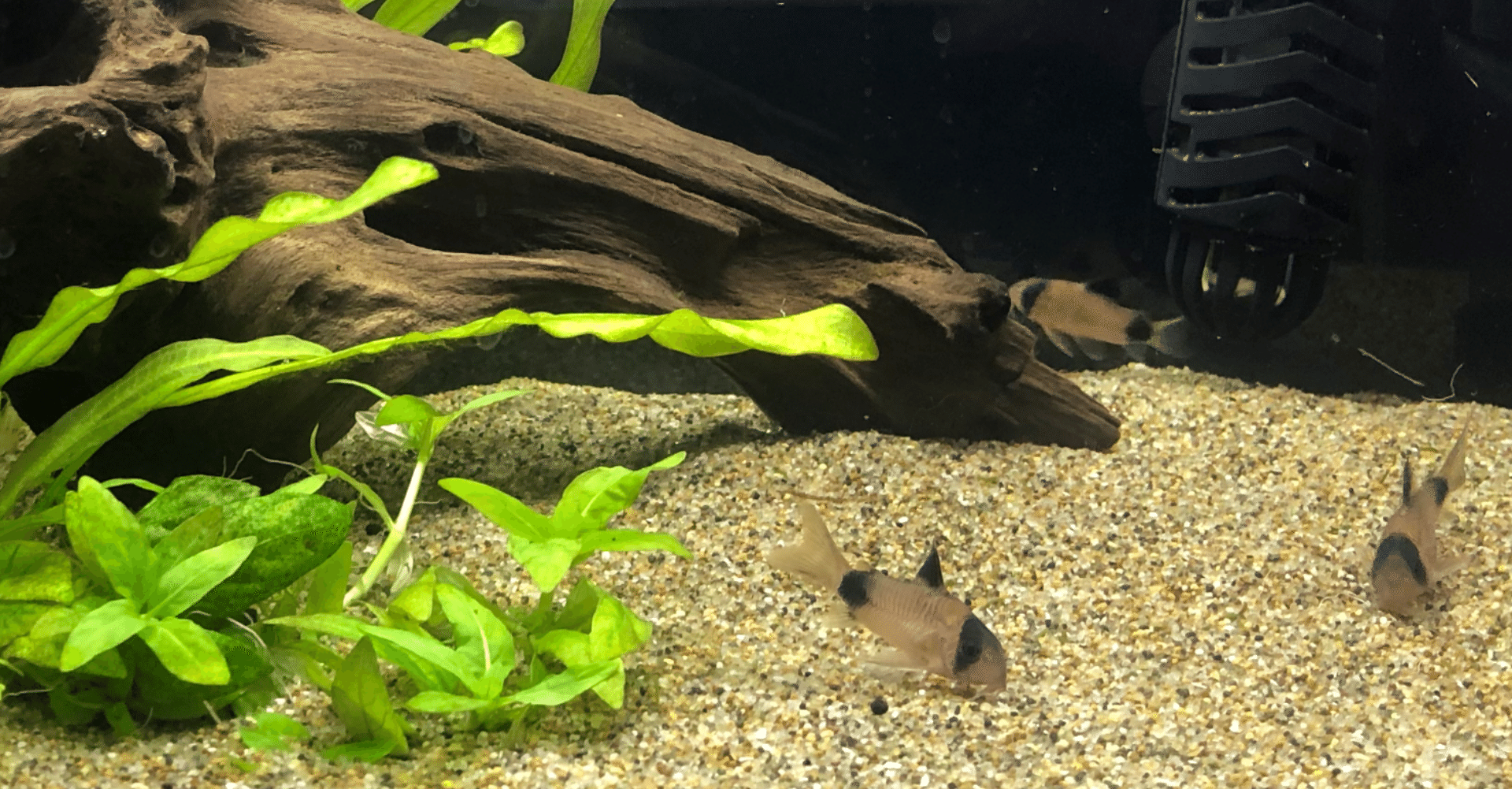 コリドラスパンダの引越しで 髙際幸二 Note