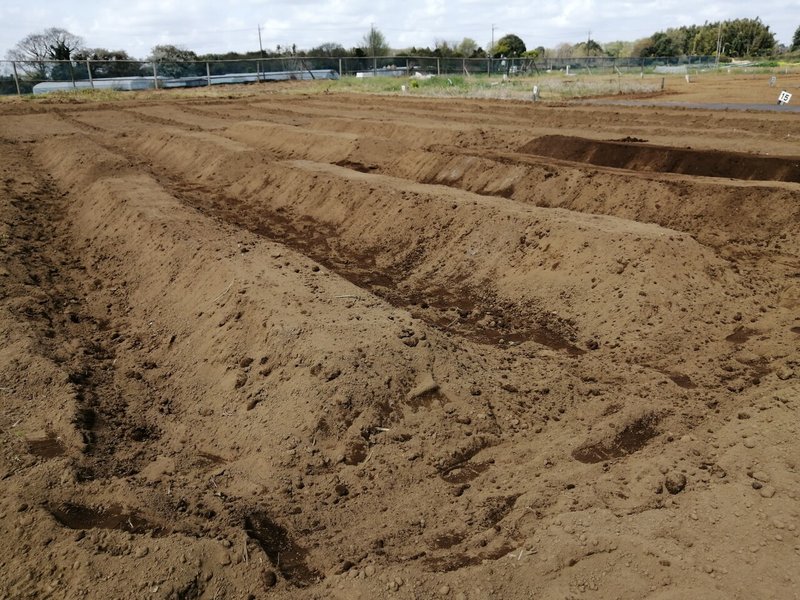 畝立て 植え付け Sensei Akimori 半農半日本語教師で独立起業フォロバ100 Note