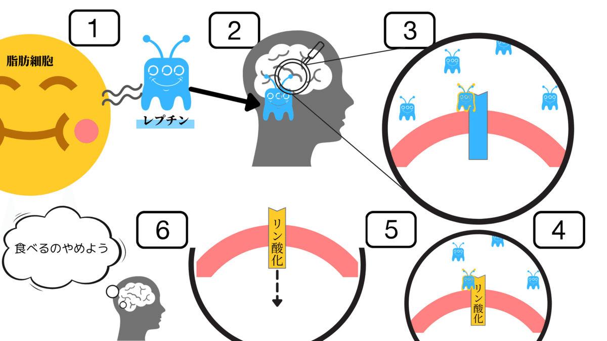 レプチン (2)