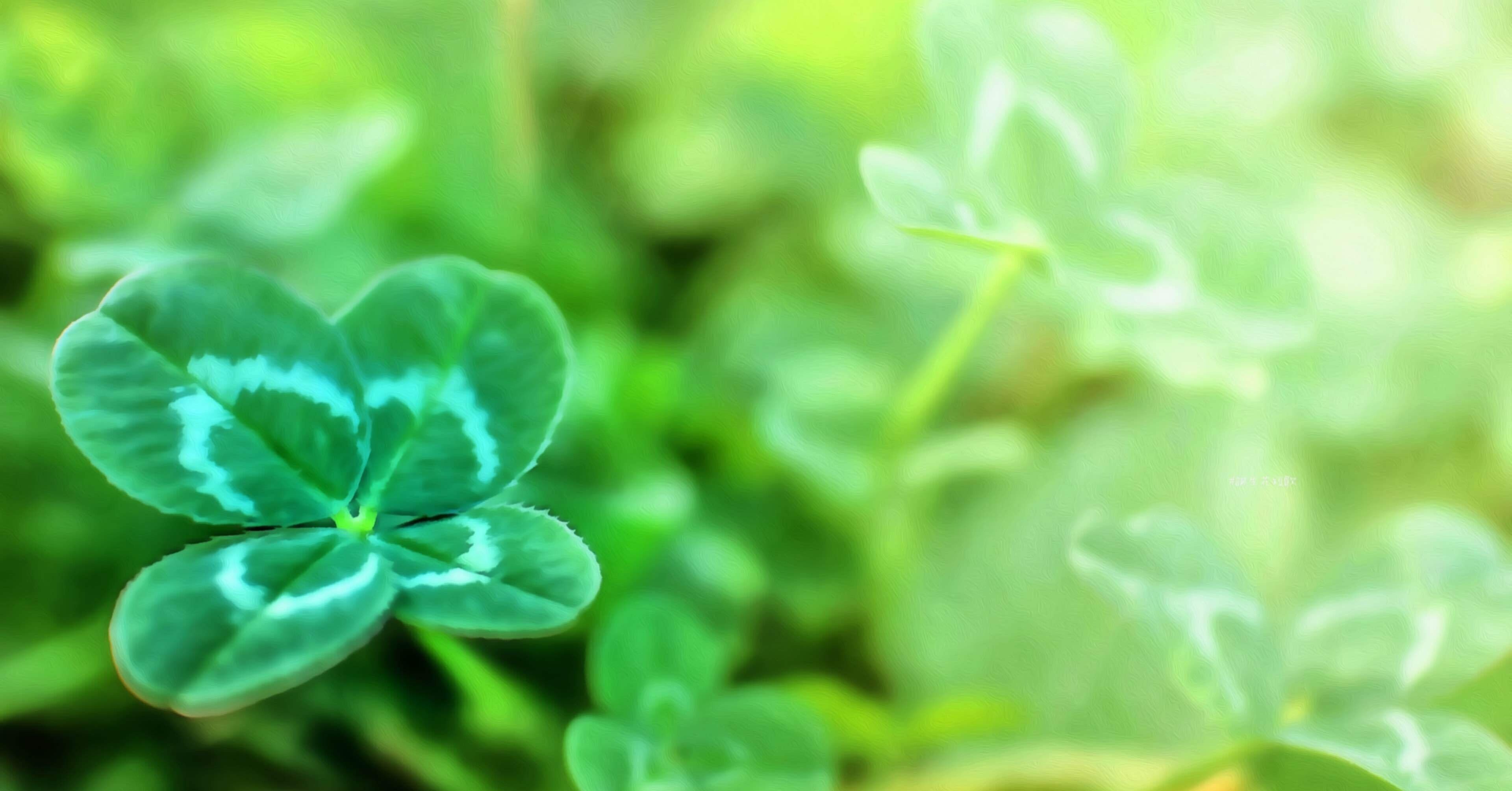 4月2日 誕生花は四葉白詰草 誕生花短歌 御子柴 流歌 Note