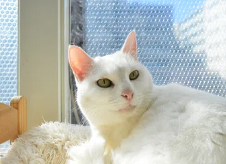 泊まれる猫カフェ の新着タグ記事一覧 Note つくる つながる とどける