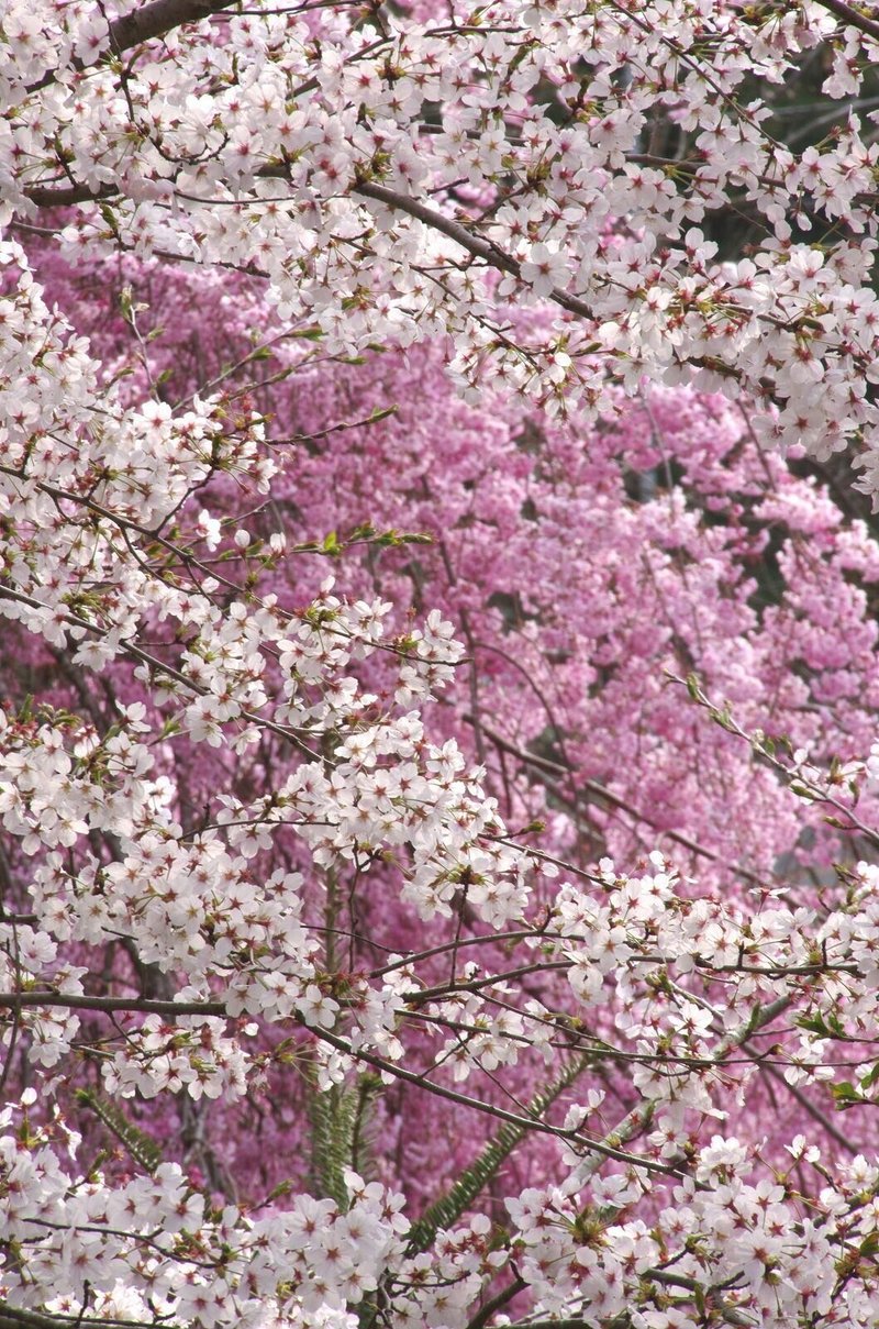 春の花 10枚 フリー素材 加工用素材 キータン Note 春の花 10枚 フリー素材 加工用素材 キータン Note