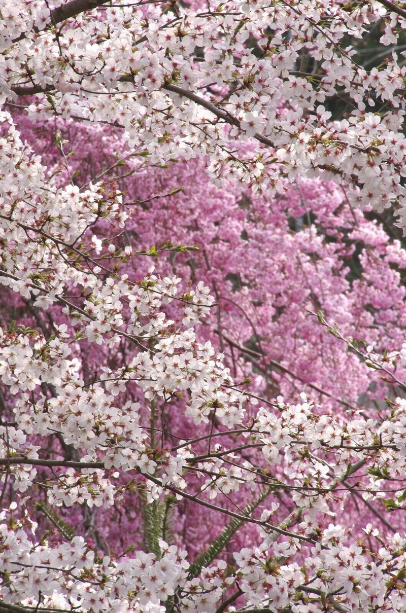 春の花 10枚 フリー素材 加工用素材 キータン Note