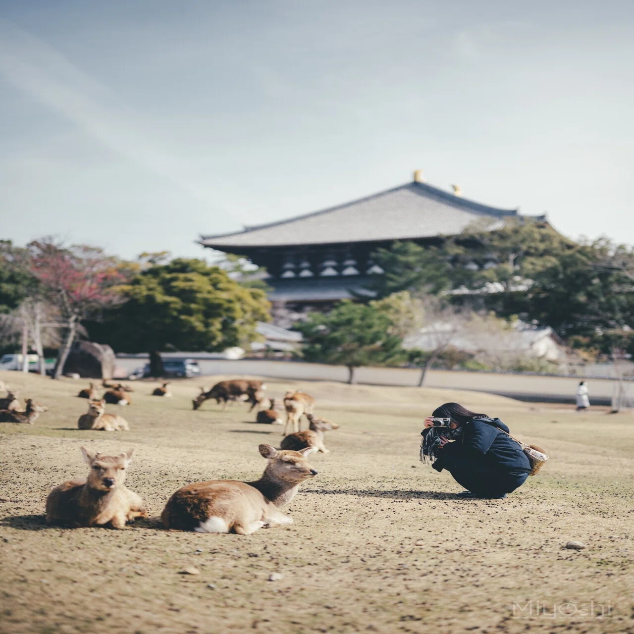 完璧なボケ味を実現させたNIKKOR Z 50mm f/1.2 S レビュー｜miyachi