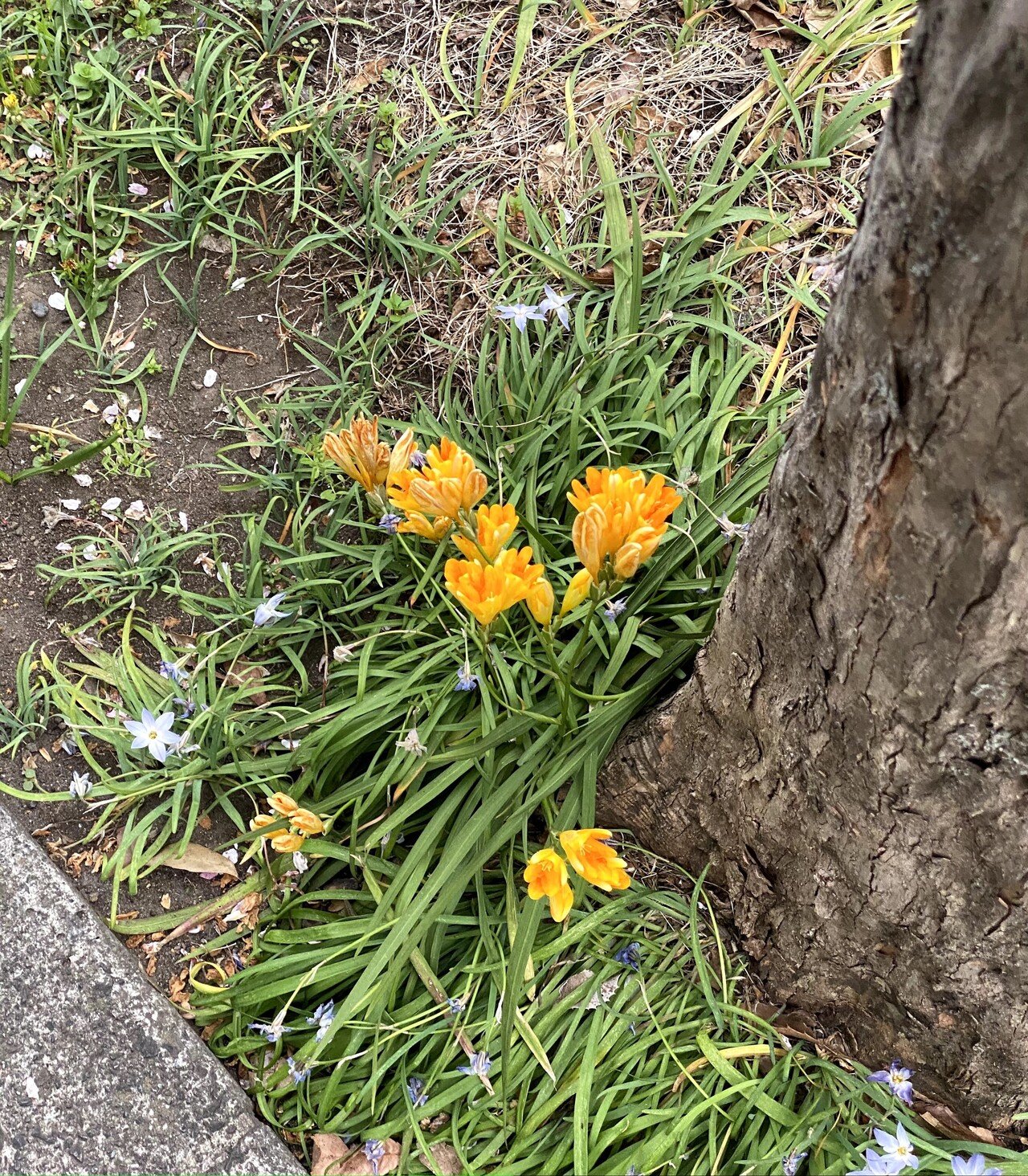 近所の花壇 元々は雑草しか生えてなかった道脇の場所に 近所の人がお花を植えてくれるようになって感謝です 春になるといろんな花が咲いて癒されます 花 の名前に詳しくなく 写真をとって調べたら フリージア Healthy Smiling Note