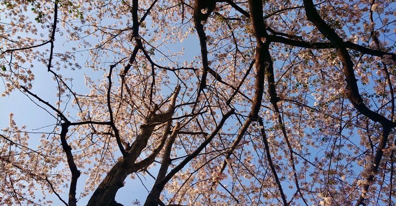 オラ東京でお花見するだ