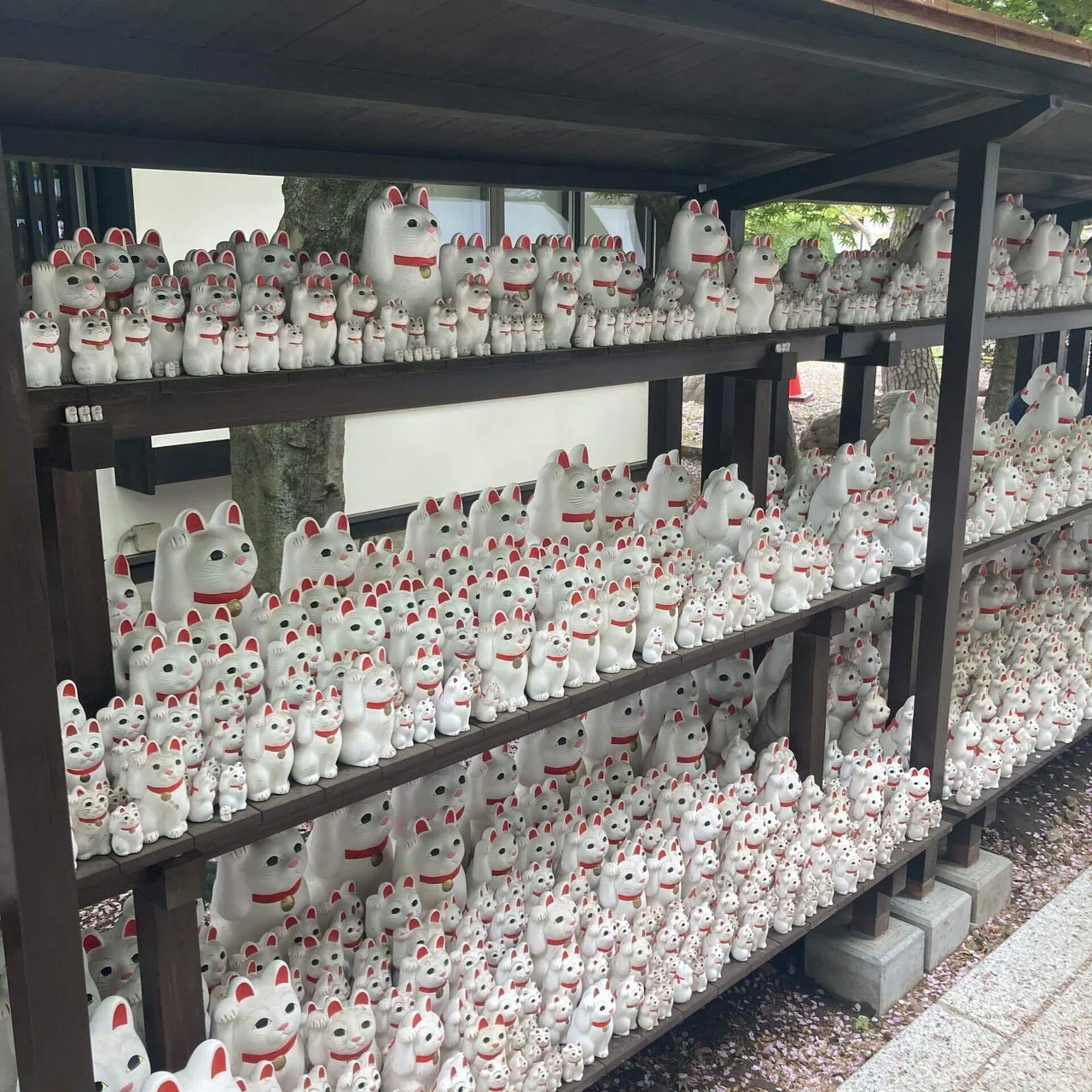 豪徳寺のまねきねこ|魔界の林檎 豪徳寺のまねきねこ|魔界の林檎