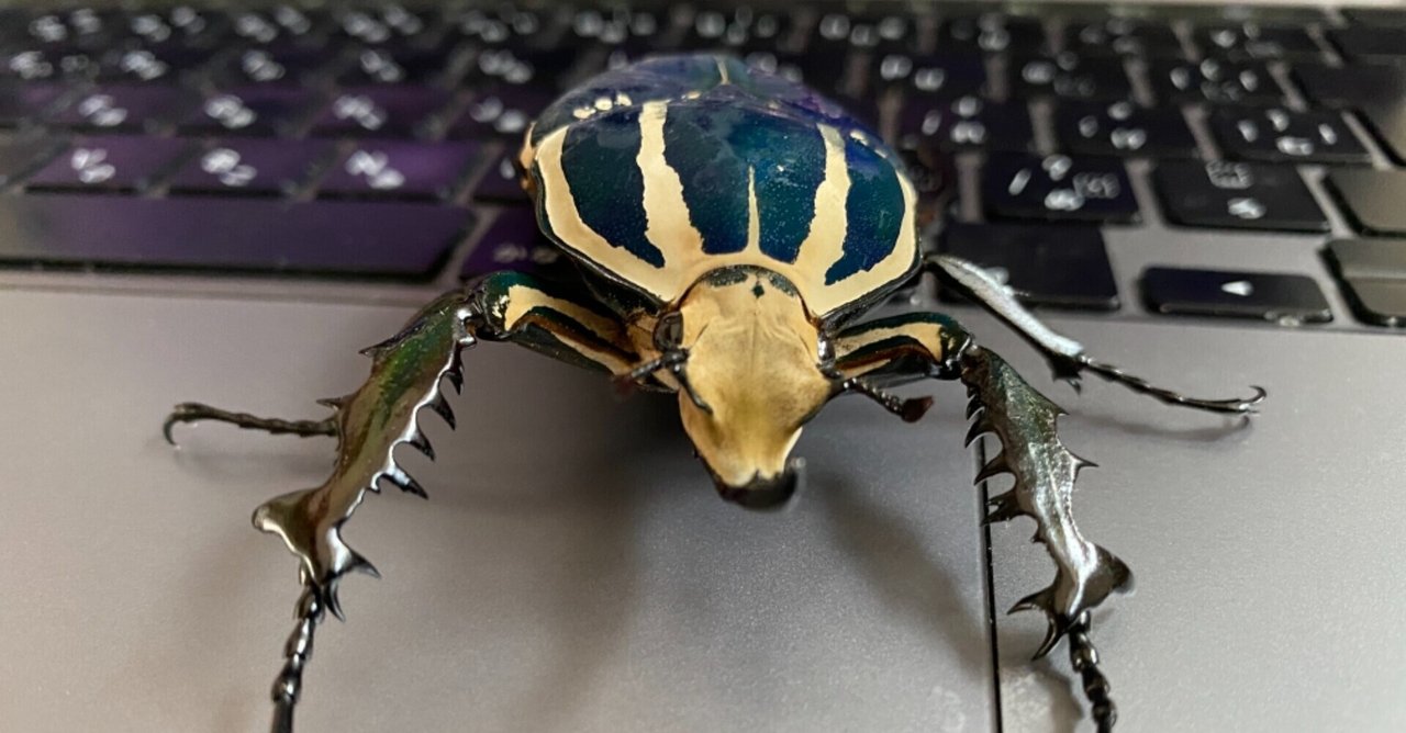 トルクアータ・ウガンデンシス ブルー血統｜Noriaki Kawanishi