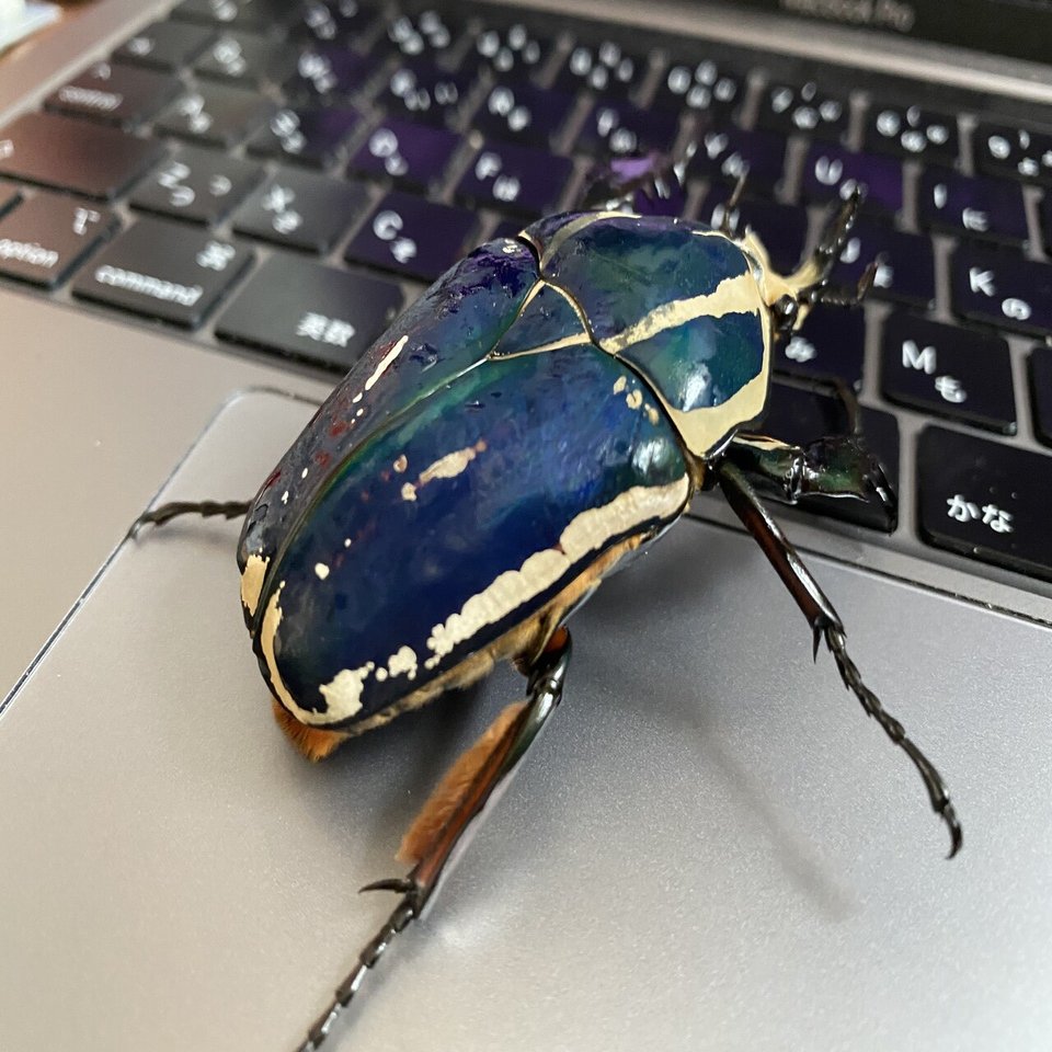 ウガンダ　ウガンデンシス　パープル、ブルー　3頭 Yahoo!オークション -「ウガンデンシス」(幼虫) (カブトムシ)の落札