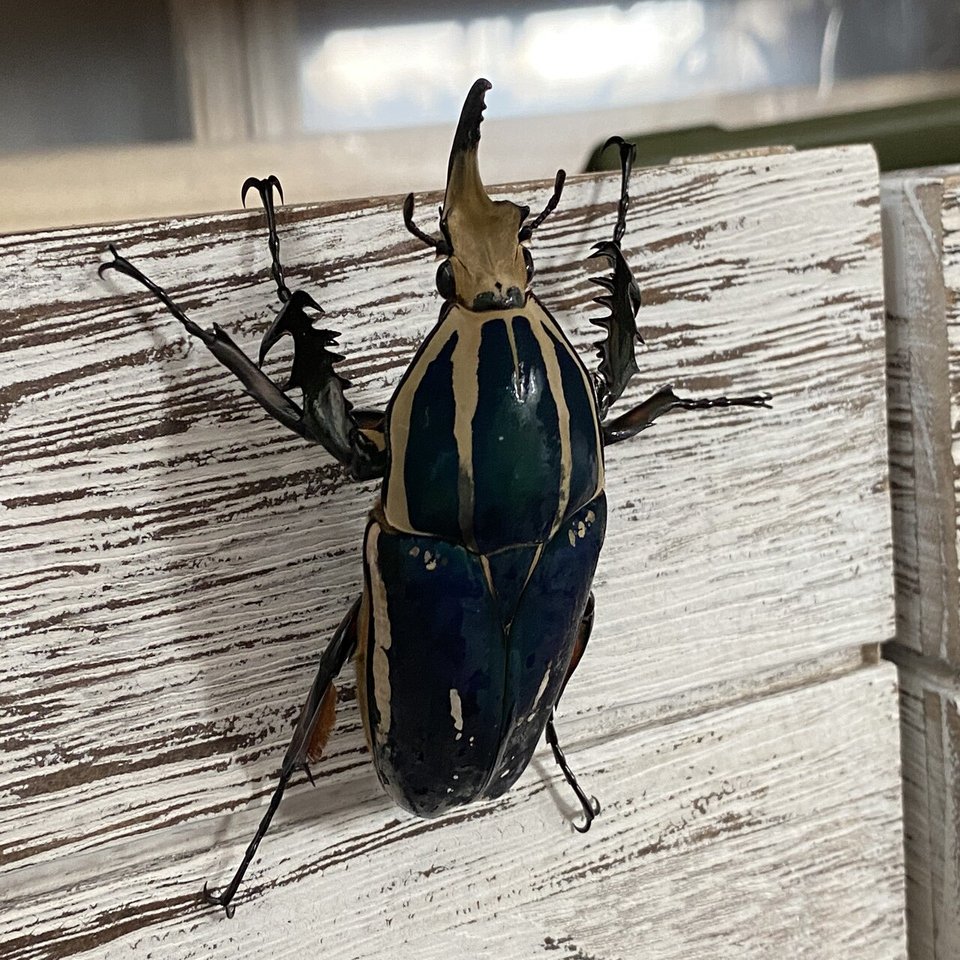 トルクアータ・ウガンデンシス ブルー血統｜Noriaki Kawanishi