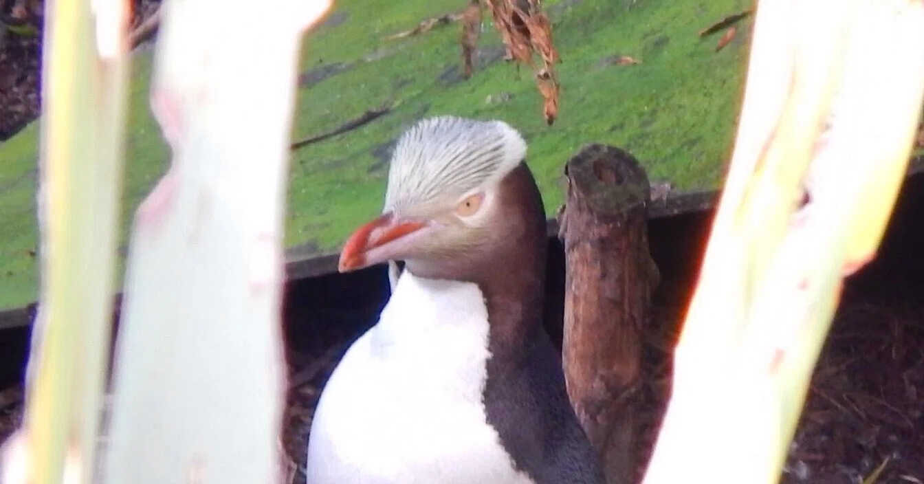 麗しきNZの固有種・キガシラペンギン｜きぃ起世美