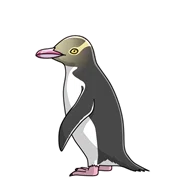 麗しきNZの固有種・キガシラペンギン｜きぃ起世美