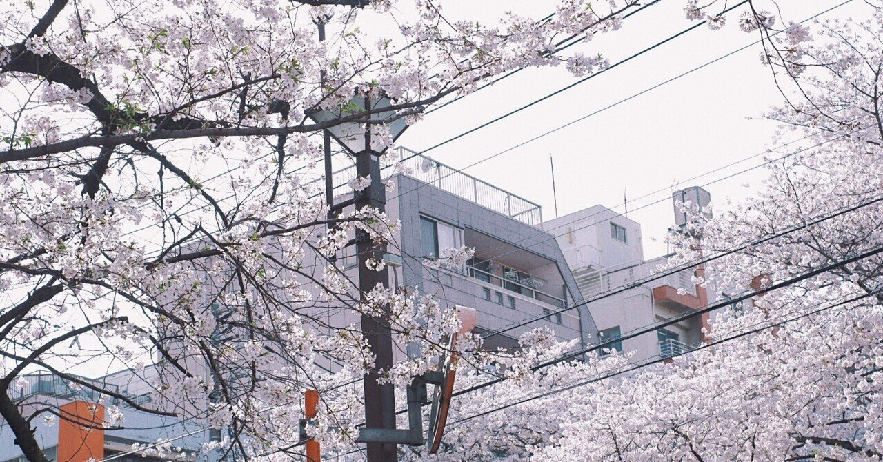 桜にずっと興味がなかったのは 地元で綺麗な桜を見てこなかったせいだと気づいた 岡田 星羅 Note