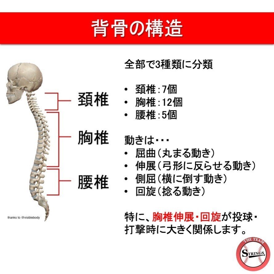 背骨の重要性について｜チームストリングス