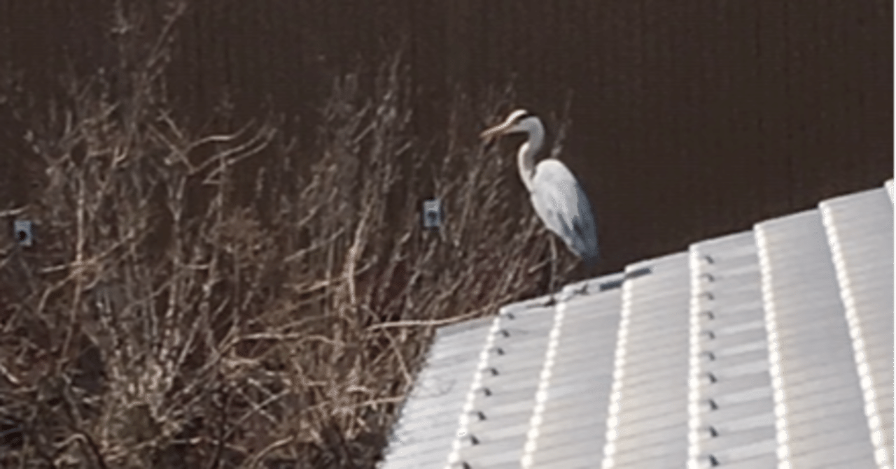 サギが来た ペットカメラの思い出 生命の庭の話 幸運な病のレシピ Note