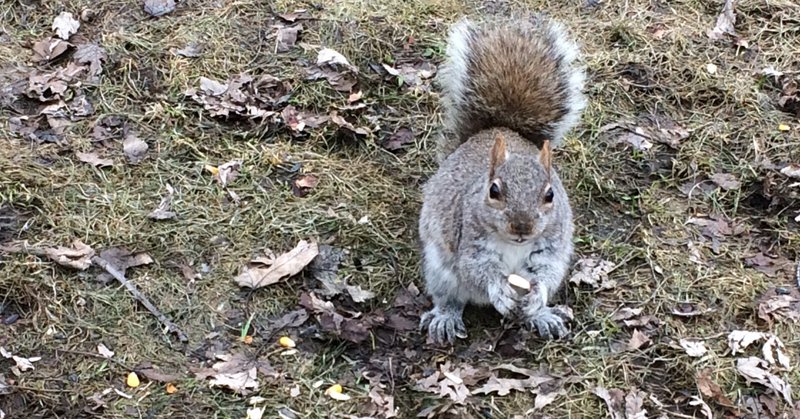 野生のリスの中にもいるんだね あっちん カナダ モントリオール在住 Note 野生のリスの中にもいるんだね あっちん カナダ モントリオール在住 Note