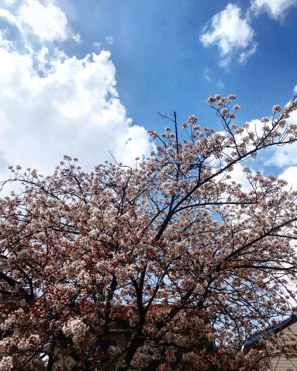 桜雲 みんなでつくる春アルバム 豆象屋 Note