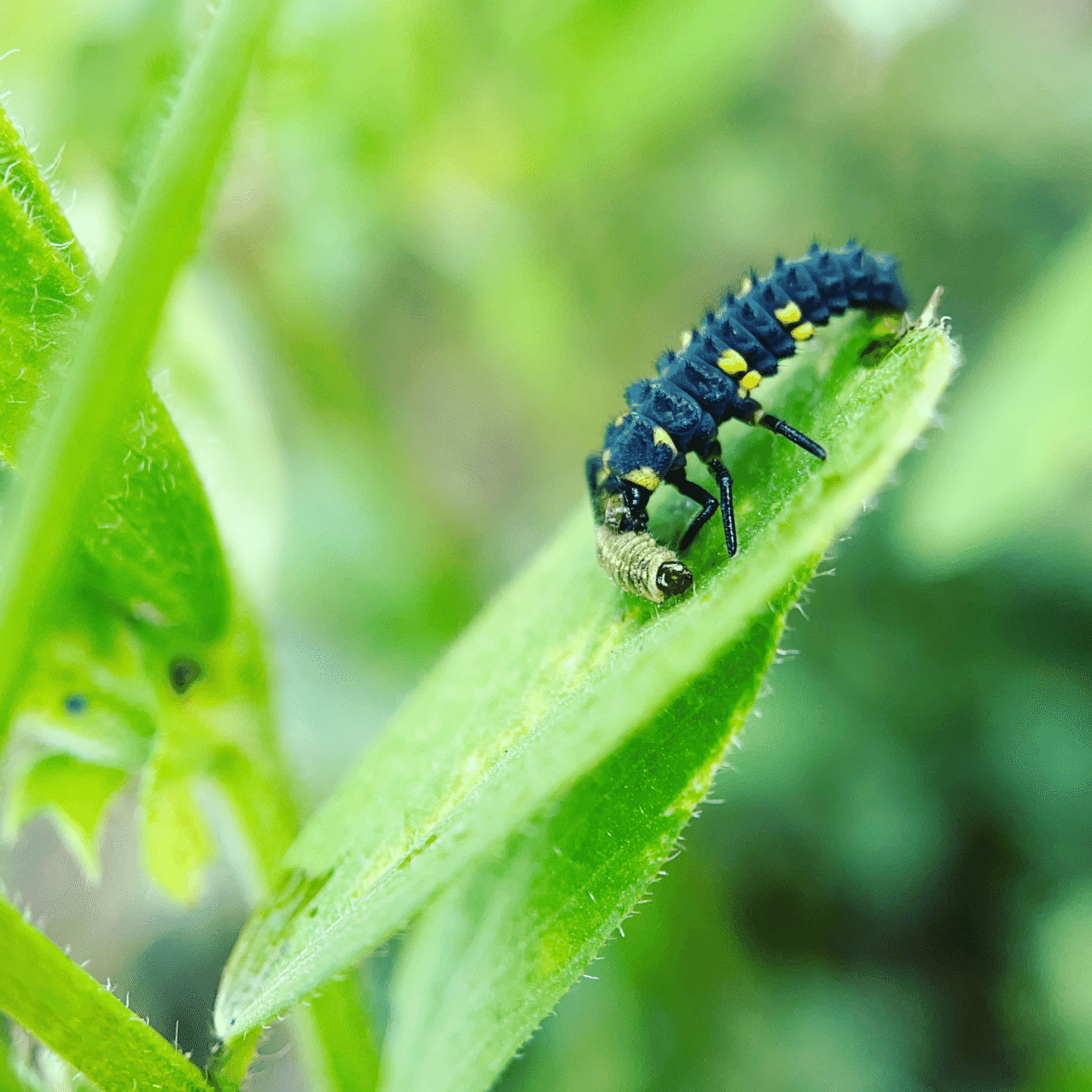 そのへんの3cm Vol 349 テントウムシ の幼虫が ハバチ の幼虫を捕食 フジイピカピ そのへんの3cmを撮る人 Note