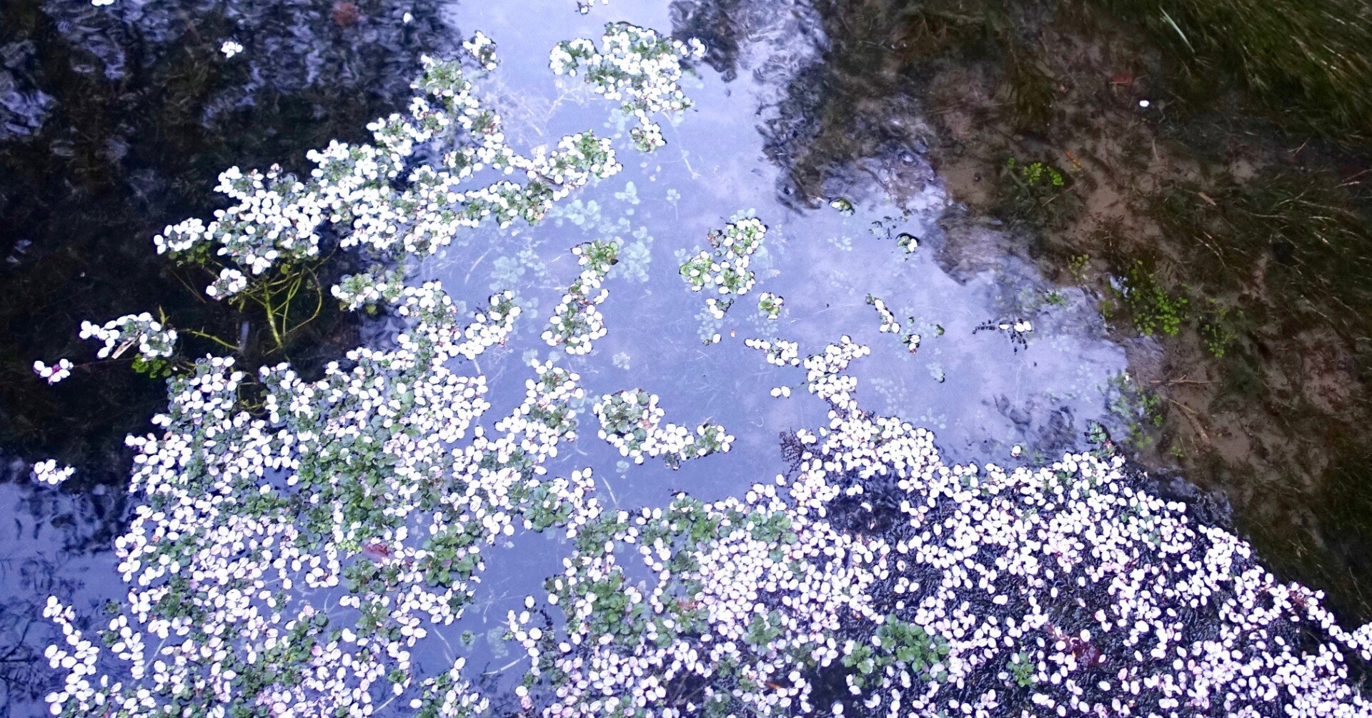 桜の花びらの色 寺田寅比古｜みつかる＋わかる 公式 Note