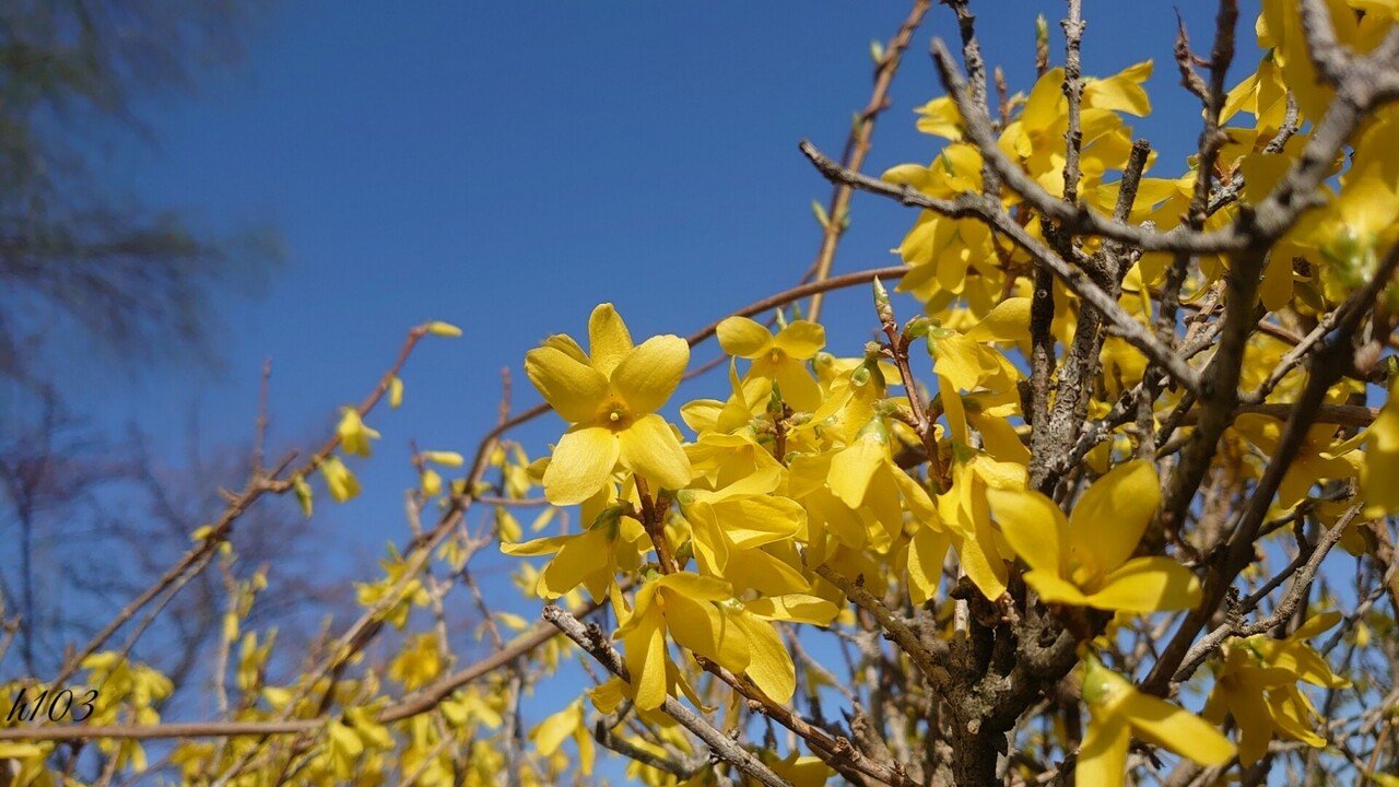 春はレンギョウも きれいだよ ひとみ H103 Note