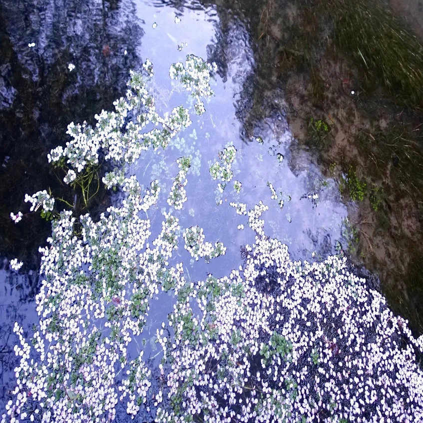 桜の花びらの色 寺田寅比古｜みつかる＋わかる 公式 Note