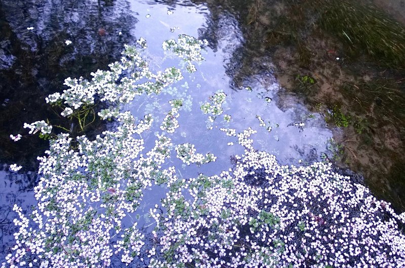 桜の花びらの色 寺田寅比古 みつかる わかる なりきりラジオ Note