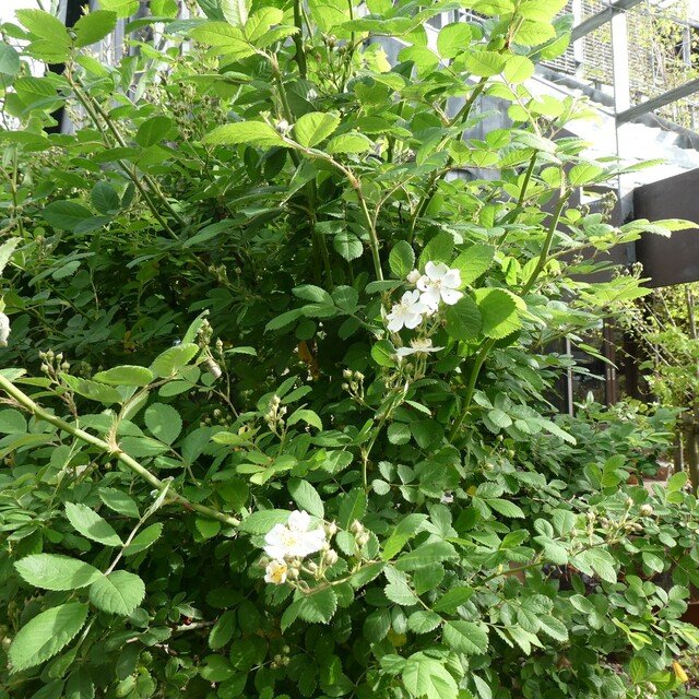 4月3日 土 いい匂いのする花 東京の日々 これからの日々 静けさのほとり Note 4月3日 土 いい匂いのする花 東京の日々 これからの日々 静けさのほとり Note