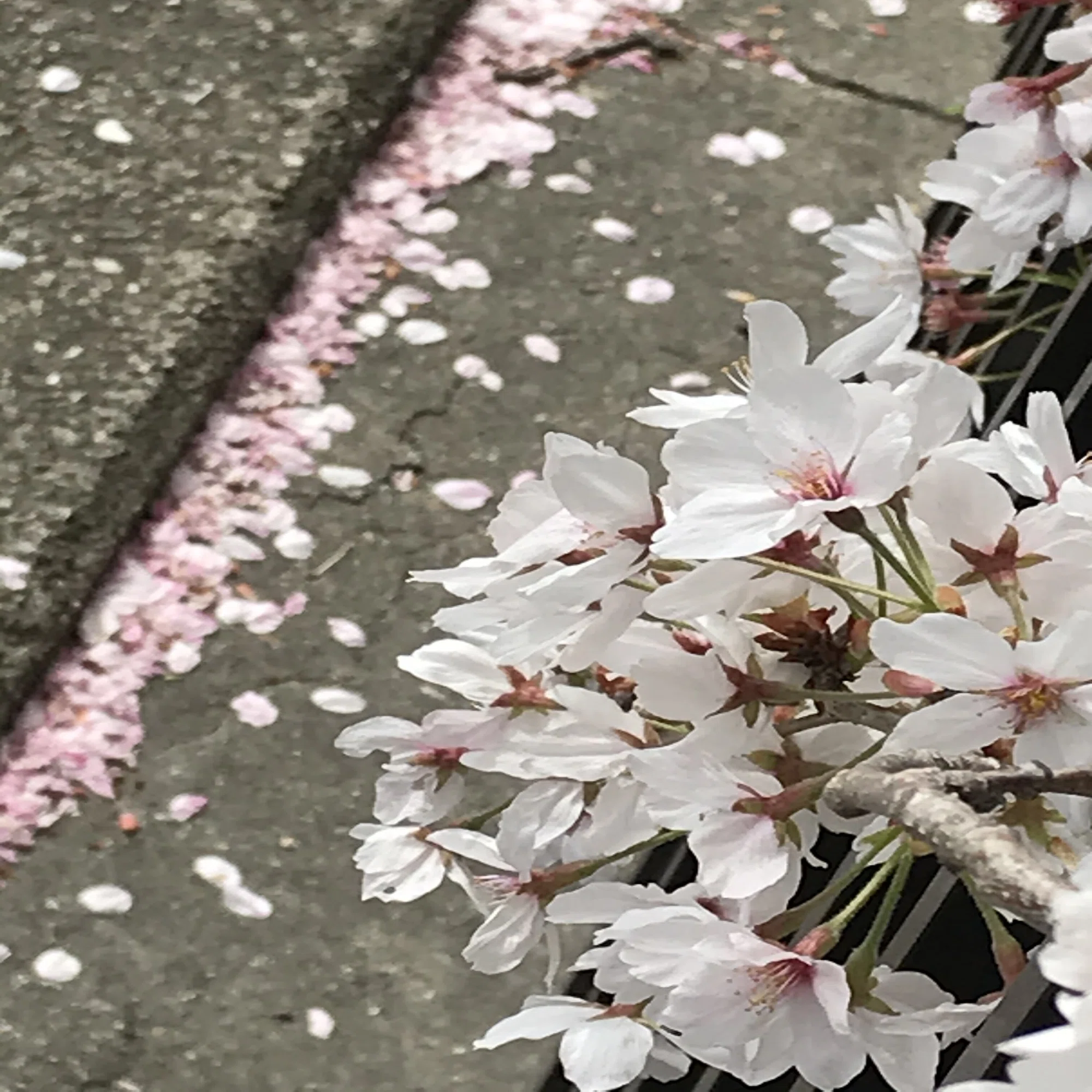 桜は散る。梅はこぼれる。菊は舞う。牡丹は崩れ、椿は落ちる。それぞれ