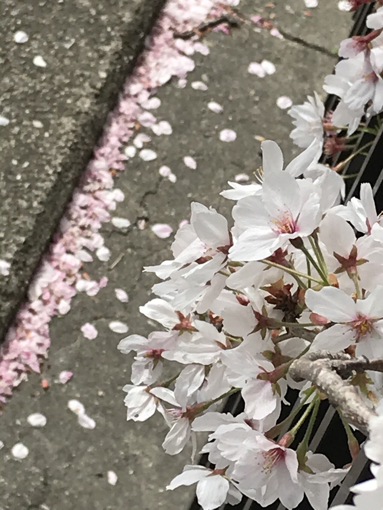 桜は散る 梅はこぼれる 菊は舞う 牡丹は崩れ 椿は落ちる それぞれの花 の終い方があると 先日ラジオで聞いた 誰の言葉なのか分からないが 日本語って本当に美しい 桜が散ればすぐに青葉の季節がやって来る くなんくなん Note 桜は散る 梅はこぼれる 菊は舞う 牡丹は崩れ 椿は落ちる それぞれの花 の終い方があると 先日ラジオで聞いた 誰の言葉なのか分からないが 日本語って本当に美しい 桜が散ればすぐに青葉の季節がやって来る くなんくなん Note