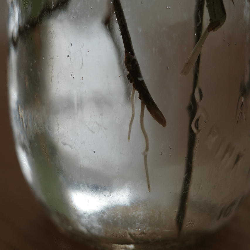 アイビーの水挿し コーヒーの木を購入 エバーフレッシュが動き出す Voicy ワタナベ Note