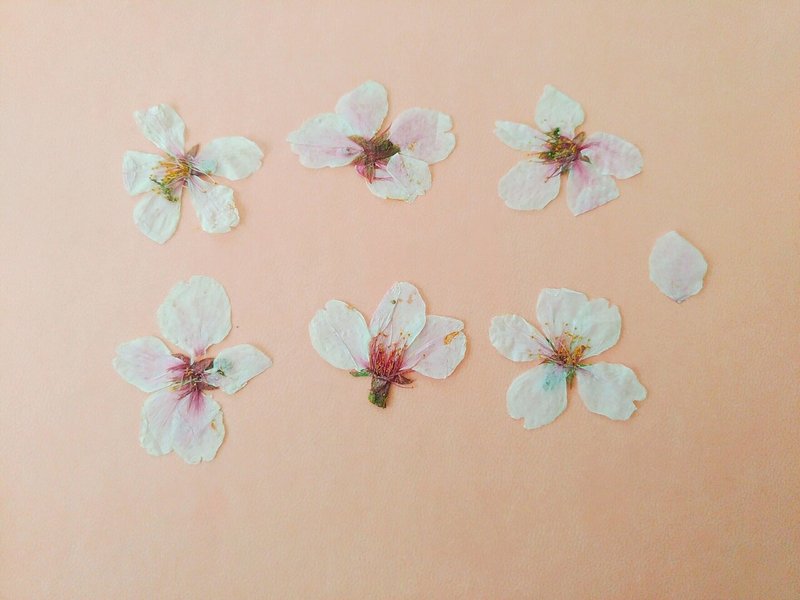 桜の押し花 その後 かもみーる Note