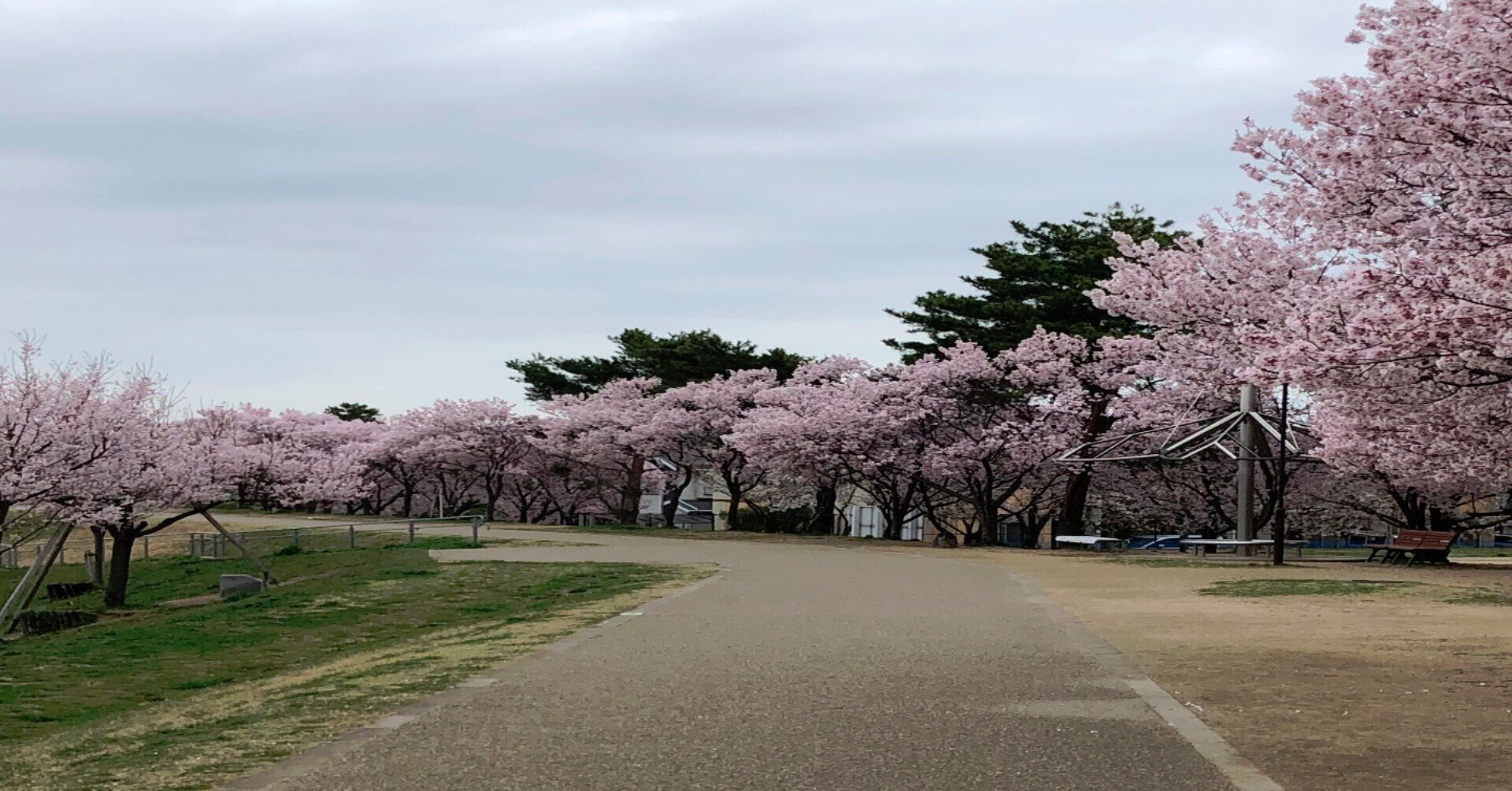 2021年03月25日の狭山池の桜、さやか公園の桜を見に行ってきまし