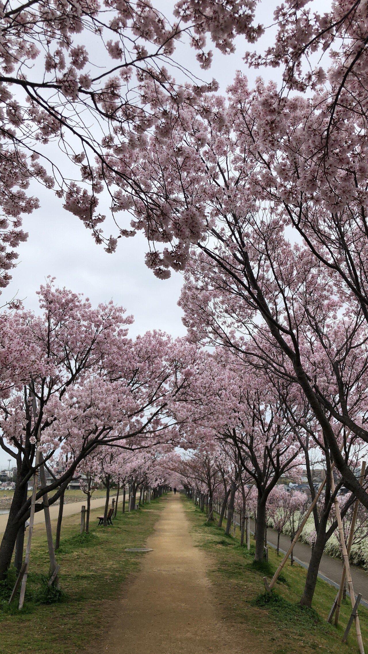狭山池公園の桜（大阪狭山市） - お花見2025 - ウォーカープラス