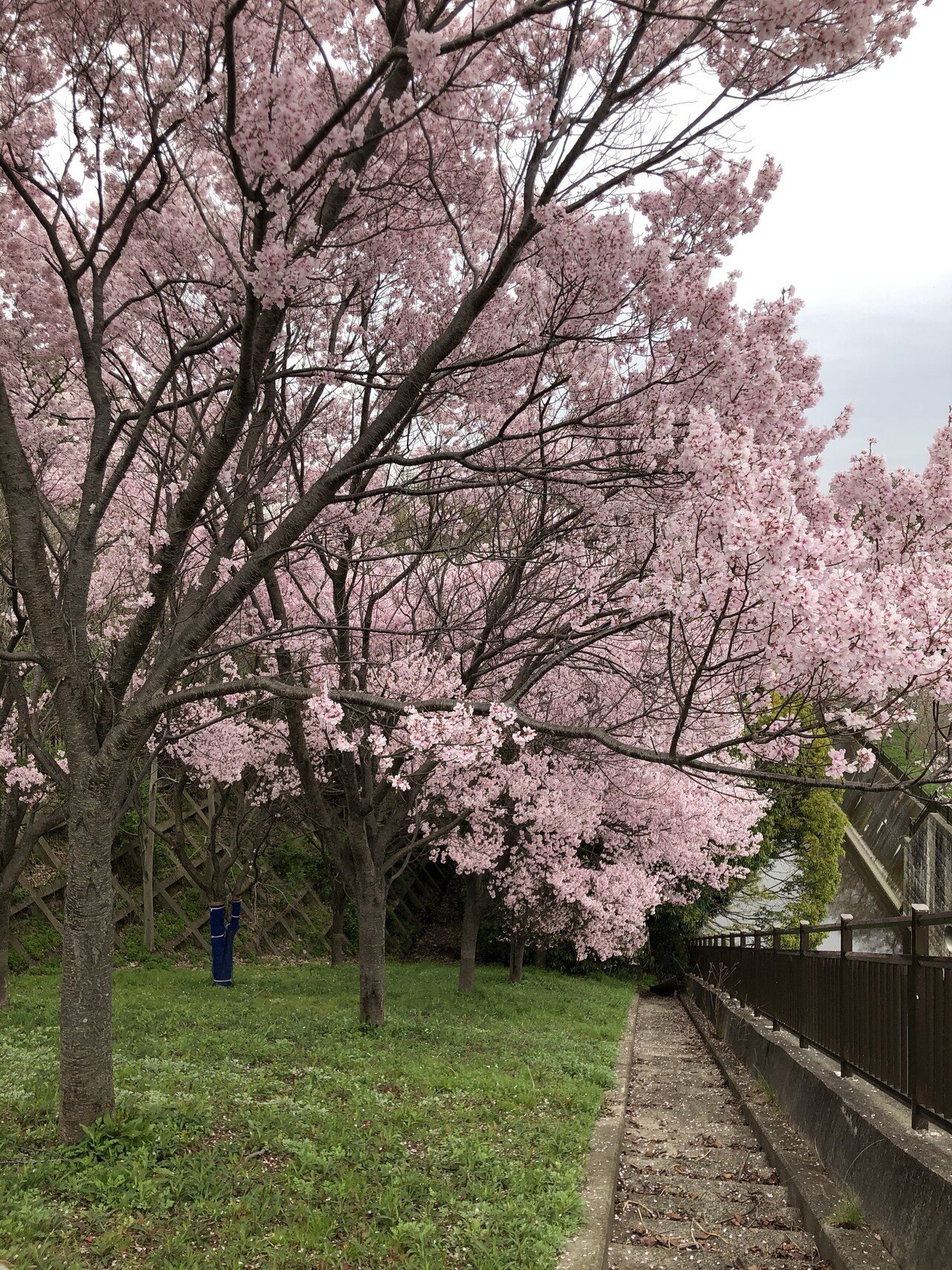 2021年03月25日の狭山池の桜、さやか公園の桜を見に行ってきまし