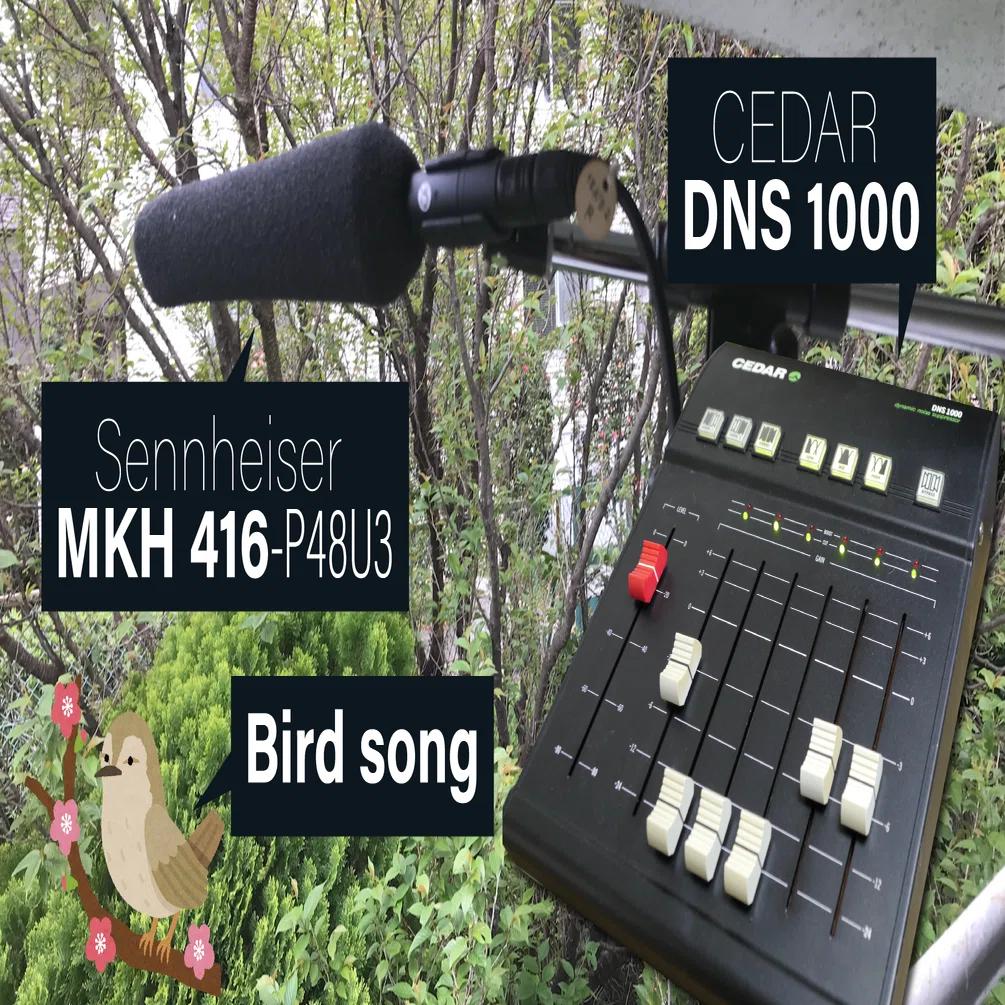 【希少】CEDAR ノイズサプレッサー DNS1000 鶯（うぐいす）の声を聴きながら、ノイズサプレッサー「CEDAR DNS1000