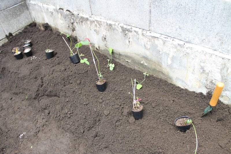 家庭菜園 枝豆植え替え 21 4 3 Nakada Shugo Note 家庭菜園 枝豆植え替え 21 4 3 Nakada Shugo Note