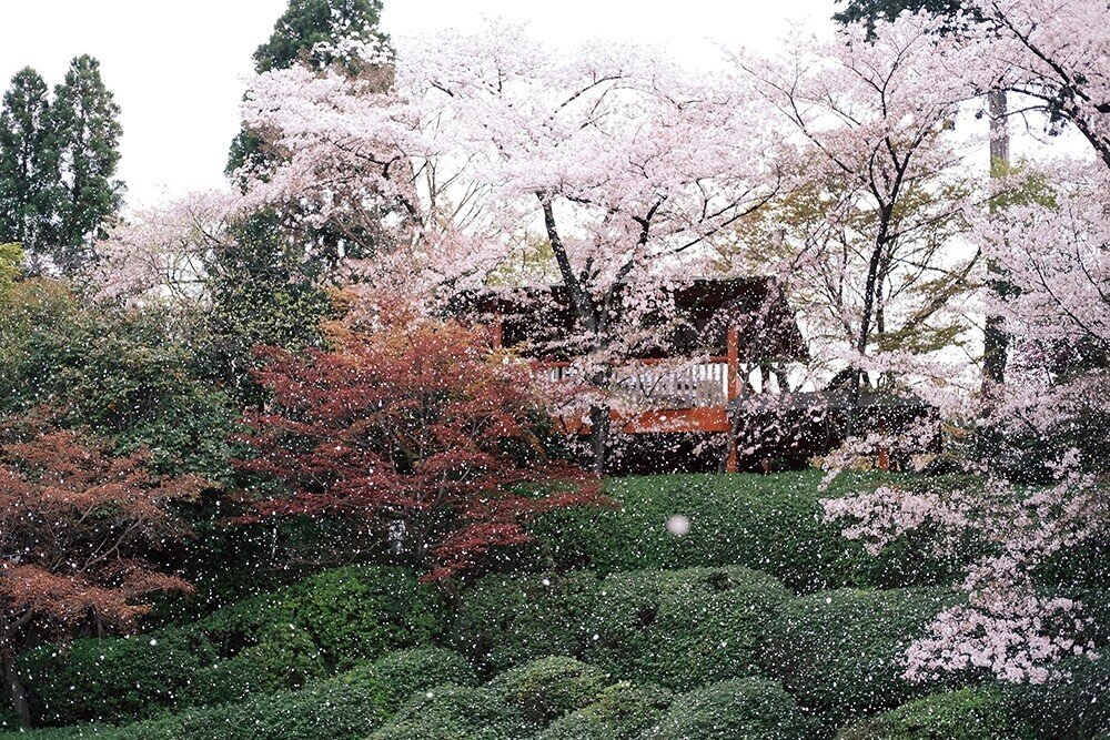 絵画　ＷＦ３サイズ　丹羽勇　妙高岳（横）　画歴書及びサイン入 絵画 WF3サイズ 丹羽勇 妙高岳（横） 画歴書及びサイン入