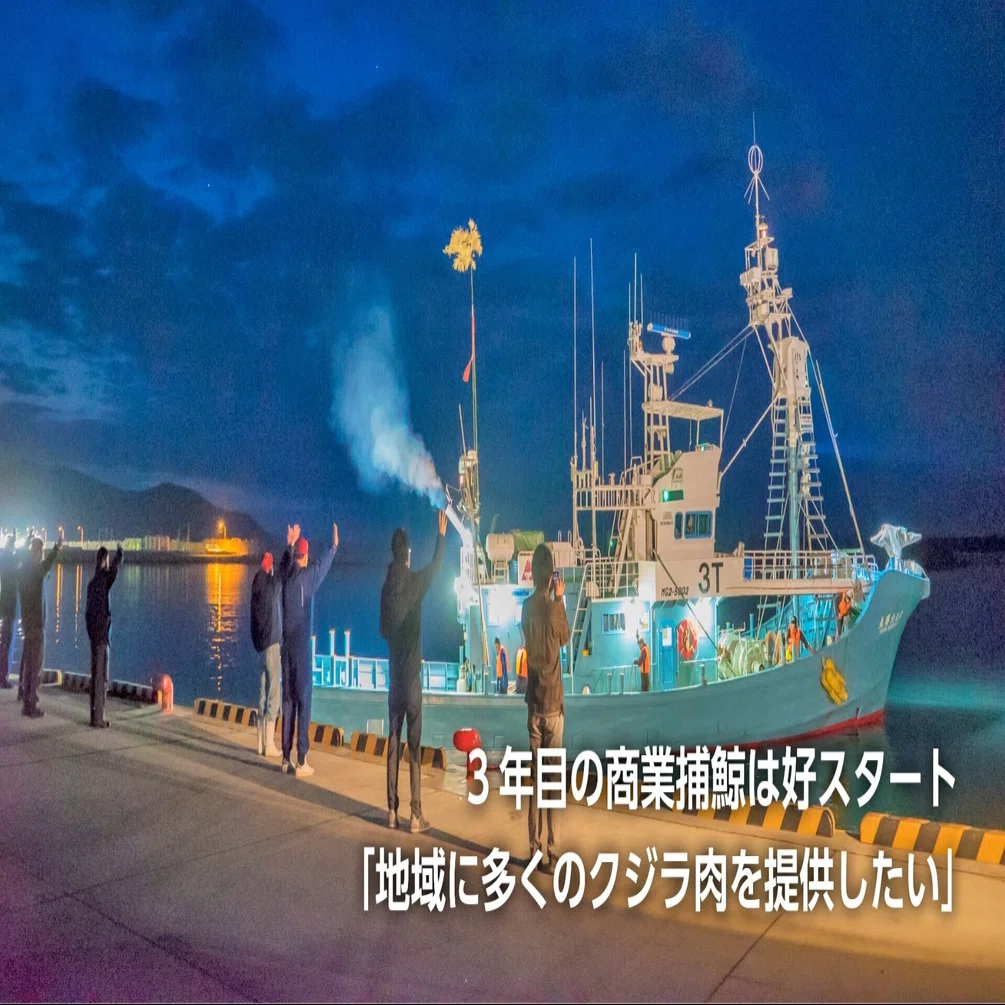 大洋ミンク100%